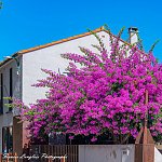 FrancisPhotographe_GFXA4039