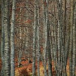 a magic wood