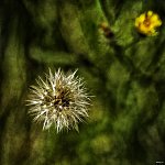 Fleur 1