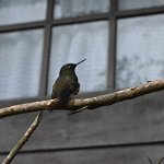 Colibris