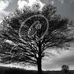 Auprès de mon arbre