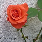 Belle rose