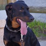 mon chien