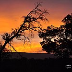 arbre mort