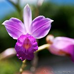 Arundina graminifolia, Brésil
