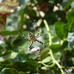 Araignée