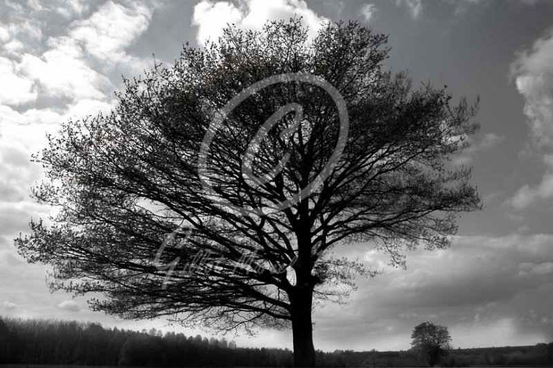 Auprès de mon arbre