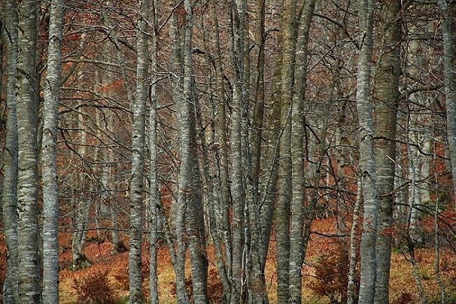 a magic wood