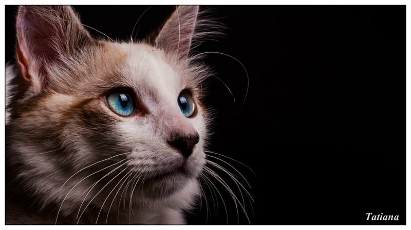 Minou studio
