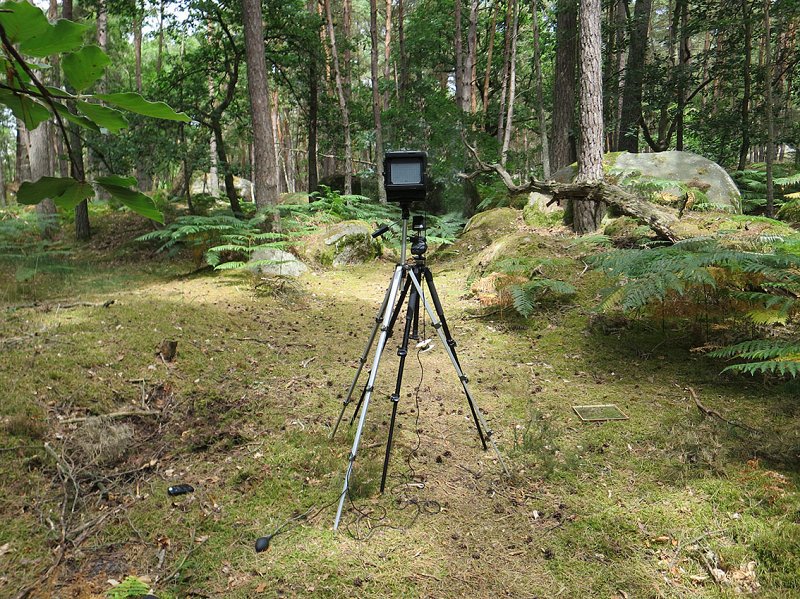 Fontainebleau Juillet 2015