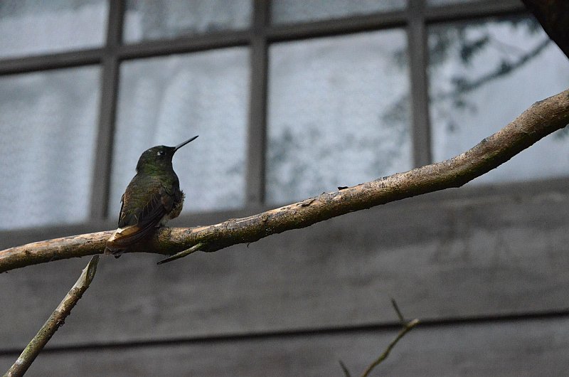 Colibris